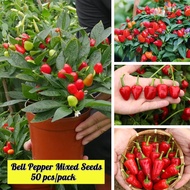 Singapore 50pcs Rare Pepper Seeds for Planting Easy Grow Vegetables Seeds Vegetables Plants Edible O