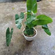 tanaman philodendron burle marx brekele