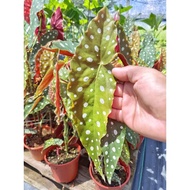 Happi GO 1Pot Begonia Maculata 秋海棠 (Live Plant)