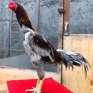 telur ayam fertil untuk ditetaskan plucker plaker bangkok pakoy mangon brakot ayam aduan original