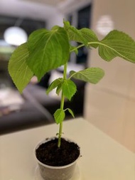 Organic shiso leaves 食用紫蘇葉