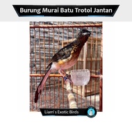 Terlaris Murai Batu Medan Trotol Jantan Ring Apbn + Bnr + Sertifikat