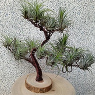 Wire lover 臺灣手作鋁線職人 空氣鳳梨樹 鋁線手作植栽架