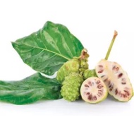 Noni Fruit Plant Seeds Morinda citrifolia (noni)