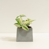 斑葉水竹草│泥作系列│福所栽