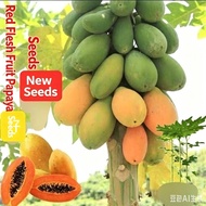 10seeds Dwarf Papaya Seeds, Red Flesh Fruit Papaya Seeds, Taiwan Red Princess Milk Large Green Papay