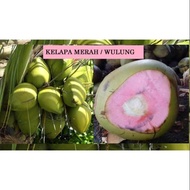 Bibit Tanaman Kelapa Wulung Kelapa Hijau