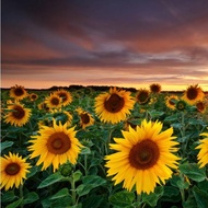 1 cent Picture One cent Automatic Shipment Wallpaper 0.1 Product 0.01 Yuan Immediate Shipment Second