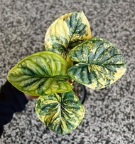 Promo Bibit Bonggol Alocasia Dragon Silver Variegata / Alokasia Dragon Silver Var
