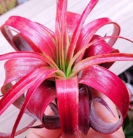 空氣草&Love Knot(🔥特價)#Tillandsia #空氣鳳梨 #Airplant
