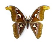 蟲新發現╭○-○╮蝴蝶標本A1~ 皇蛾（蛇頭蛾） ♂ 展翅♂18CM 產地：印尼 - 爪哇