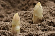10 เมล็ดพันธุ์ หน่อไม้ฝรั่ง White Asparagus Seeds มีคู่มือพร้อมปลูก อัตรางอก 80-85%