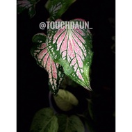 Caladium Alocasia Thai Beauty/ Pokok keladi Thai Beauty