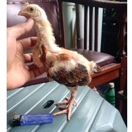 Ayam Pelung - Anakan Ayam Pelung Jumbo - Gratis Wadah Pakan Ayam