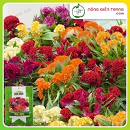 Multi-Colored Hammerhead Flower Seeds - 0.1g Pack - Large, Bright Multi-Colored Flowers VTNN Nong Di
