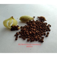 Biji Benih Bunga Keembong MERAH CILI/ IMPATIEN BALSAMINA (50 SEEDS)