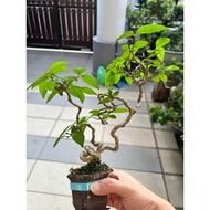 ［YBB] *Ready Stock* Bonsai - Wrightia Religiosa 造型水梅 [S]