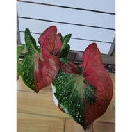 Caladium Red Baret / Keladi Cat Tumpah