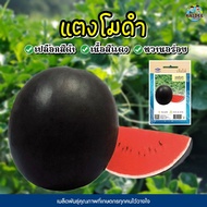 เมล็ดแตงโมดำ WATERMELON ปริมาณเมล็ด45เมล็ด ตราเจียไต๋ เมล็ดพันธุ์แตงโมดำ เมล็ดพันธุ์แตงโม เมล็ดแตงโม เจียไต๋