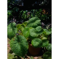 Begonia Rare/Keropok