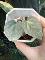 Anthurium Luxurians x Forgetii 奢華x盾葉花燭