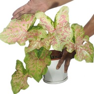 [COLLECTORS PLANT] Caladium Million Splash