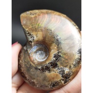 1028 rainbow iridescent ammonite fossil