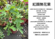 心栽花坊-紅顏無花果/金奧芬變異/8吋/超商僅限一盆無法加裝/無花果/水果苗/售價300特價280