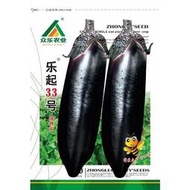 云南眾樂農業蔬菜種子茄子種子燒烤茄種子樂起33號