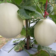 20 BUTIR BIJI / BENIH MELON MADU PUTIH WHITE HONEYDEW
