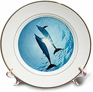3dRose Pair of Dolphins-Porcelain Plate, 8" (cp_206164_1)