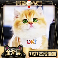 诗桐【纯种】金银渐层长蓝金蓝白英国短毛猫美短加白猫活体幼崽小猫咪 英短猫