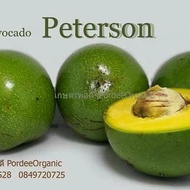Bibit Alpukat PETERSON
