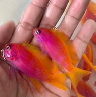 Ikan Hias Air Laut Anthias Violet