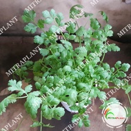 VIRALL Bibit Pohon Ketumbar Coriander - Tanaman Daun Ketumbar - Bahan Bumbu Masak SUPER QUALITY