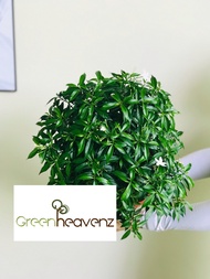 GHZ - Jasmin Thai Live Plant Pokok Bunga Melur Outdoor Hiasan Landscape 泰国茉莉花