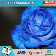 Tanaman hias Bunga Biru - mawar bunga biru - Tanaman Hidup - Tanaman hiasan mawar - bunga mawar mura