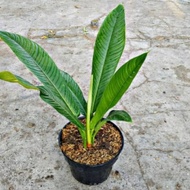 tanaman hias philodendrum linet iynnete