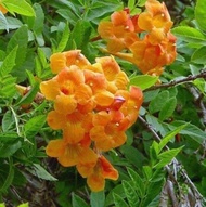 Anak Pokok Bunga Tecoma Flamming Belles / Tecoma Oren