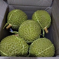 Ready deplika rubber DURIAN toy / RUBBER DURIAN toy SIMILAR TO THE ORIGINAL