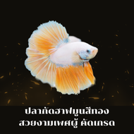 ปลากัดฮาฟมูนสีทองเพศผู้คัดเกรดสวยงาม (มีรับประกันสินค้า)(มีเก็บเงินปลายทาง)