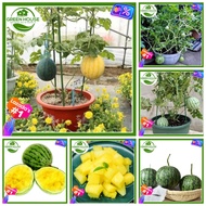 Green House® - Edible Yellow Dwarf Watermelon Seeds Fruit (10 Seed) for Planting Balcony Potted Fruit Plant Melon Plant Seeds Indoor Plants Live Plants for Sale Real Plants Bonsai Seeds for Planting Vegetables Seeds Fruit Trees Plants