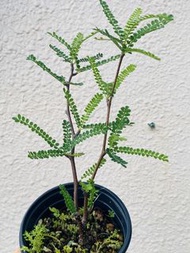 織冠漆樹