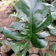 Tanaman hias monstera king//Monstera king Giant