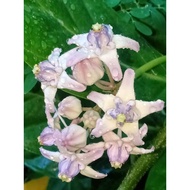 Pokok Remigu/Biduri ( 5 keratan )