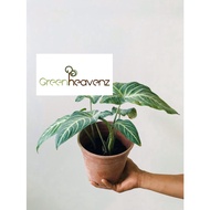 <Greenheavenz> Caladium Lindenii Angle Wing Live Plant Pokok Hiasan Indoor 乳脉千年芋