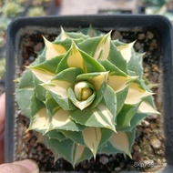 【Rare plants】【Princess Thor】Yellow Spot Rare Boutique Agave Green Plant Succulent Cactus Plant Combined Green Plants