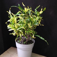 整盆 螺旋灑金變葉木 老樁 多株 連盆 植物 可曬 室外 植物 盆栽 喜熱 多彩葉色 炎夏無損