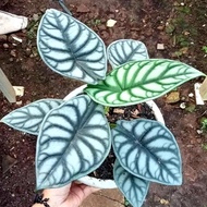 Alocasia Dragon Silver | Tanaman Hias Alocasia Dragon Silver Anakan