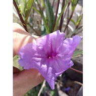 Flower cutting Purple Ruellia Mexican Petunia